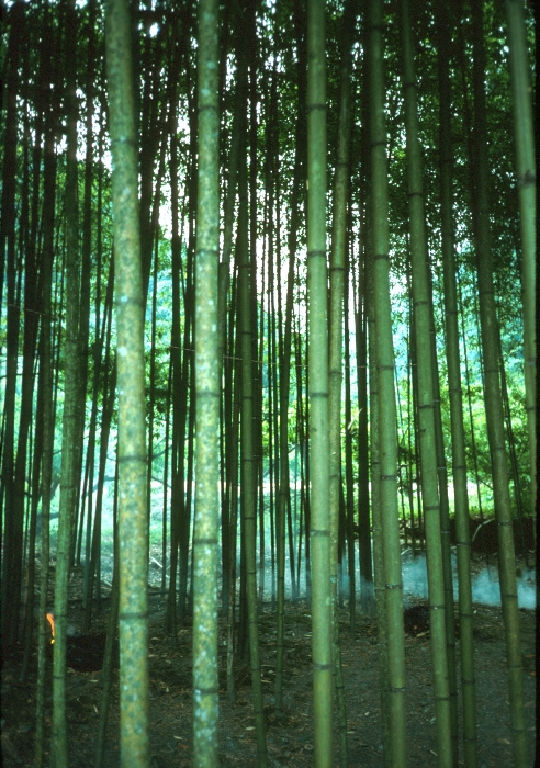 Taiwan Bamboo Forest   2